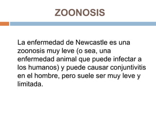ZOONOSIS


La enfermedad de Newcastle es una
zoonosis muy leve (o sea, una
enfermedad animal que puede infectar a
los humanos) y puede causar conjuntivitis
en el hombre, pero suele ser muy leve y
limitada.
 