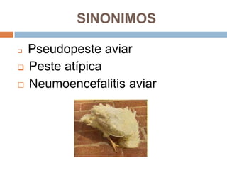 SINONIMOS

 Pseudopeste aviar
 Peste atípica

 Neumoencefalitis aviar
 