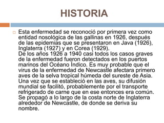 HISTORIA
   Esta enfermedad se reconoció por primera vez como
    entidad nosológica de las gallinas en 1926, después
    de las epidemias que se presentaron en Java (1926),
    Inglaterra (1927) y en Corea (1929).
    De los años 1926 a 1940 casi todos los casos graves
    de la enfermedad fueron detectados en los puertos
    marinos del Océano Índico. Es muy probable que el
    virus de la enfermedad de Newcastle afectara primero
    aves de la selva tropical húmeda del sureste de Asia.
    Una vez que se estableció en las aves, su difusión
    mundial se facilitó, probablemente por el transporte
    refrigerado de carne que en ese entonces era común.
    Se propagó a lo largo de la costa norte de Inglaterra
    alrededor de Newcastle, de donde se deriva su
    nombre.
 