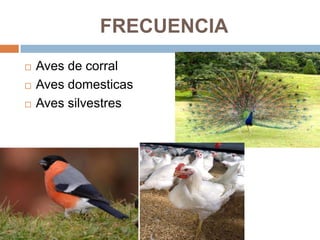 FRECUENCIA
   Aves de corral
   Aves domesticas
   Aves silvestres
 
