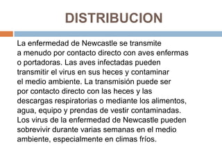 DISTRIBUCION
La enfermedad de Newcastle se transmite
a menudo por contacto directo con aves enfermas
o portadoras. Las aves infectadas pueden
transmitir el virus en sus heces y contaminar
el medio ambiente. La transmisión puede ser
por contacto directo con las heces y las
descargas respiratorias o mediante los alimentos,
agua, equipo y prendas de vestir contaminadas.
Los virus de la enfermedad de Newcastle pueden
sobrevivir durante varias semanas en el medio
ambiente, especialmente en climas fríos.
 