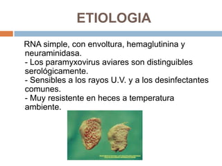 ETIOLOGIA
RNA simple, con envoltura, hemaglutinina y
neuraminidasa.
- Los paramyxovirus aviares son distinguibles
serológicamente.
- Sensibles a los rayos U.V. y a los desinfectantes
comunes.
- Muy resistente en heces a temperatura
ambiente.
 