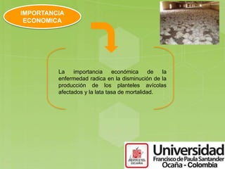 La importancia económica de la
enfermedad radica en la disminución de la
producción de los planteles avícolas
afectados y la lata tasa de mortalidad.
IMPORTANCIA
ECONOMICA
 