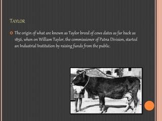 TAYLOR
 The origin of what are known as Taylor breed of cows dates as far back as
1856, when on William Taylor, the commi...
