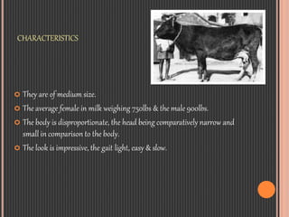 CHARACTERISTICS
 They are of medium size.
 The average female in milk weighing 750lbs & the male 900lbs.
 The body is d...