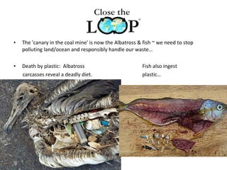 • The 'canary in the coal mine' is now the Albatross & fish ~ we need to stop
polluting land/ocean and responsibly handle our waste…
• Death by plastic: Albatross Fish also ingest
carcasses reveal a deadly diet. plastic…
 
