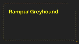 Rampur Greyhound
46
 