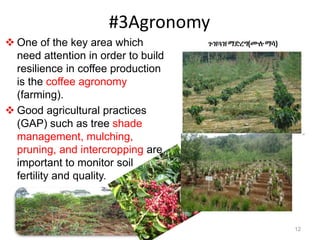 #3Agronomy
 One of the key area which
need attention in order to build
resilience in coffee production
is the coffee agronomy
(farming).
 Good agricultural practices
(GAP) such as tree shade
management, mulching,
pruning, and intercropping are
important to monitor soil
fertility and quality.
12
 