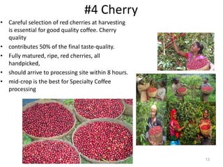 #4 Cherry
• Careful selection of red cherries at harvesting
is essential for good quality coffee. Cherry
quality
• contributes 50% of the final taste-quality.
• Fully matured, ripe, red cherries, all
handpicked,
• should arrive to processing site within 8 hours.
• mid-crop is the best for Specialty Coffee
processing
13
 