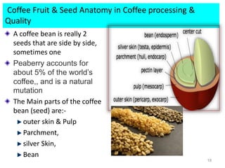 A coffee bean is really 2
seeds that are side by side,
sometimes one
Peaberry accounts for
about 5% of the world’s
coffee,, and is a natural
mutation
The Main parts of the coffee
bean (seed) are:-
outer skin & Pulp
Parchment,
silver Skin,
Bean
18
Coffee Fruit & Seed Anatomy in Coffee processing &
Quality
 