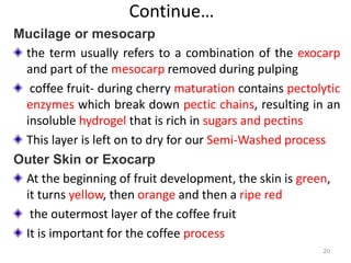 Continue…
Mucilage or mesocarp
the term usually refers to a combination of the exocarp
and part of the mesocarp removed during pulping
coffee fruit- during cherry maturation contains pectolytic
enzymes which break down pectic chains, resulting in an
insoluble hydrogel that is rich in sugars and pectins
This layer is left on to dry for our Semi-Washed process
Outer Skin or Exocarp
At the beginning of fruit development, the skin is green,
it turns yellow, then orange and then a ripe red
the outermost layer of the coffee fruit
It is important for the coffee process
20
 