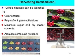 Harvesting Berries(Bean)
Coffee ripeness can be identified
by:
Color change
Pulp softening (solubilization)
Maximum sugar and dry matter
contents
Aromatic compound presence
23
 