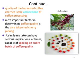 Continue…
quality of the harvested coffee
cherries is the cornerstone of
coffee processing
most important factor in
determining coffee quality is
the care taken red cherry
picking
A single mistake can have
serious implications, at times,
capable of spoiling an entire
batch of coffee quality
24
 