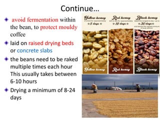 Continue…
avoid fermentation within
the bean, to protect mouldy
coffee
laid on raised drying beds
or concrete slabs
the beans need to be raked
multiple times each hour
This usually takes between
6-10 hours
Drying a minimum of 8-24
days
35
 