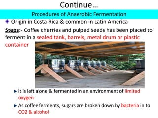 Continue…
Procedures of Anaerobic Fermentation
Origin in Costa Rica & common in Latin America
Steps:- Coffee cherries and pulped seeds has been placed to
ferment in a sealed tank, barrels, metal drum or plastic
container
it is left alone & fermented in an environment of limited
oxygen
As coffee ferments, sugars are broken down by bacteria in to
CO2 & alcohol
 