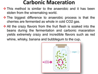 Carbonic Maceration
 This method is similar to the anaerobic and it has been
stolen from the winemaking world.
 The biggest difference to anaerobic process is that the
cherries are fermented as whole in cold CO2 gas.
 All the crazy flavors from the fruit flesh is soaked into the
beans during the fermentation and carbonic maceration
yields extremely crazy and incredible flavors such as red
whine, whisky, banana and bubblegum to the cup.
 