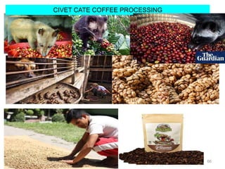 66
CIVET CATE COFFEE PROCESSING
 