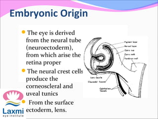 Embryonic Origin
The eye is derived
from the neural tube
(neuroectoderm),
from which arise the
retina proper
The neural crest cells
produce the
corneoscleral and
uveal tunics
 From the surface
ectoderm, lens.
 