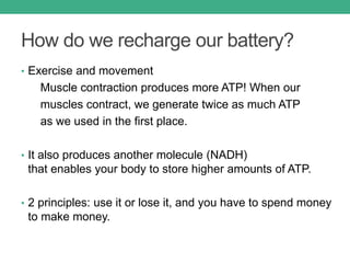 How do we recharge our battery?
• Exercise and movement
Muscle contraction produces more ATP! When our
muscles contract, we generate twice as much ATP
as we used in the first place.
• It also produces another molecule (NADH)
that enables your body to store higher amounts of ATP.
• 2 principles: use it or lose it, and you have to spend money
to make money.
 