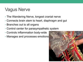 Vagus Nerve
• The Wandering Nerve, longest cranial nerve
• Connects brain stem to heart, diaphragm and gut
• Branches out to all organs
• Control center for parasympathetic system
• Controls inflammation body-wide
• Manages and processes emotions
 
