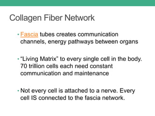 Collagen Fiber Network
• Fascia tubes creates communication
channels, energy pathways between organs
• “Living Matrix” to every single cell in the body.
70 trillion cells each need constant
communication and maintenance
• Not every cell is attached to a nerve. Every
cell IS connected to the fascia network.
 