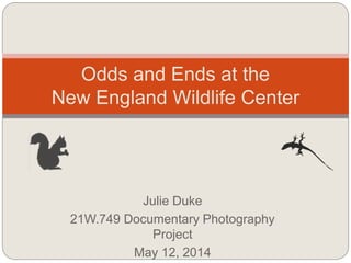 Julie Duke
21W.749 Documentary Photography
Project
May 12, 2014
Odds and Ends at the
New England Wildlife Center
 
