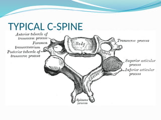TYPICAL C-SPINE
 