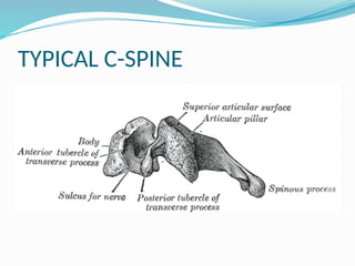 TYPICAL C-SPINE
 
