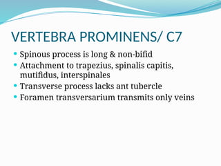 VERTEBRA PROMINENS/ C7
 Spinous process is long & non-bifid
 Attachment to trapezius, spinalis capitis,
mutifidus, interspinales
 Transverse process lacks ant tubercle
 Foramen transversarium transmits only veins
 