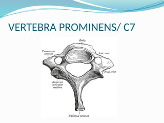 VERTEBRA PROMINENS/ C7
 