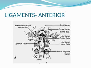 LIGAMENTS- ANTERIOR
 