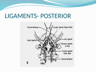 LIGAMENTS- POSTERIOR
 