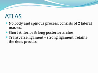 ATLAS
 No body and spinous process, consists of 2 lateral
masses.
 Short Anterior & long posterior arches
 Transverse ligament – strong ligament, retains
the dens process.
 