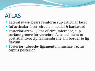 ATLAS
 Lateral mass- bears reniform sup articular facet
 Inf articular facet- circular, medial & backward
 Posterior arch- 3/5ths of circumference, sup
surface groove for vertebral A., attachment to
post atlanto-occipital membrane, inf border to lig
flavum
 Posterior tubercle- ligamentum nuchae, rectus
capitis posterior
 