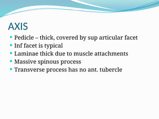 AXIS
 Pedicle – thick, covered by sup articular facet
 Inf facet is typical
 Laminae thick due to muscle attachments
 Massive spinous process
 Transverse process has no ant. tubercle
 