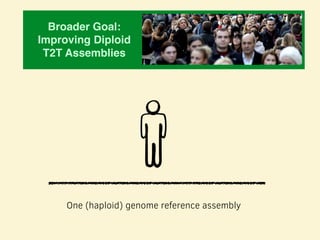 Broader Goal: 
Improving Diploid
T2T Assemblies
One (haploid) genome reference assembly
 