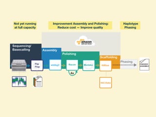 Flip
Flop
Racon Medakawtdbg2 HiRise
Sequencing/
Basecalling Assembly
Polishing
Scaffolding
4x
FINISHED
ASSEMBLY
HiC Data
Phasing
Not yet running
at full capacity
Improvement Assembly and Polishing: 
Reduce cost — Improve quality
Haplotype
Phasing
 