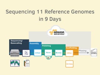 Flip
Flop
Racon Medakawtdbg2 HiRise
Sequencing/
Basecalling Assembly
Polishing
Scaffolding
4x
FINISHED
ASSEMBLY
HiC Data
Phasing
Sequencing 11 Reference Genomes
in 9 Days
 