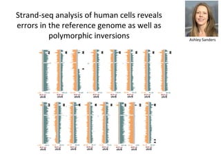 n = 23
n = 22
n = 20
n = 19
Homozygous
Inversion
Heterozygous
Inversion
Strand-seq analysis of human cells reveals errors ...