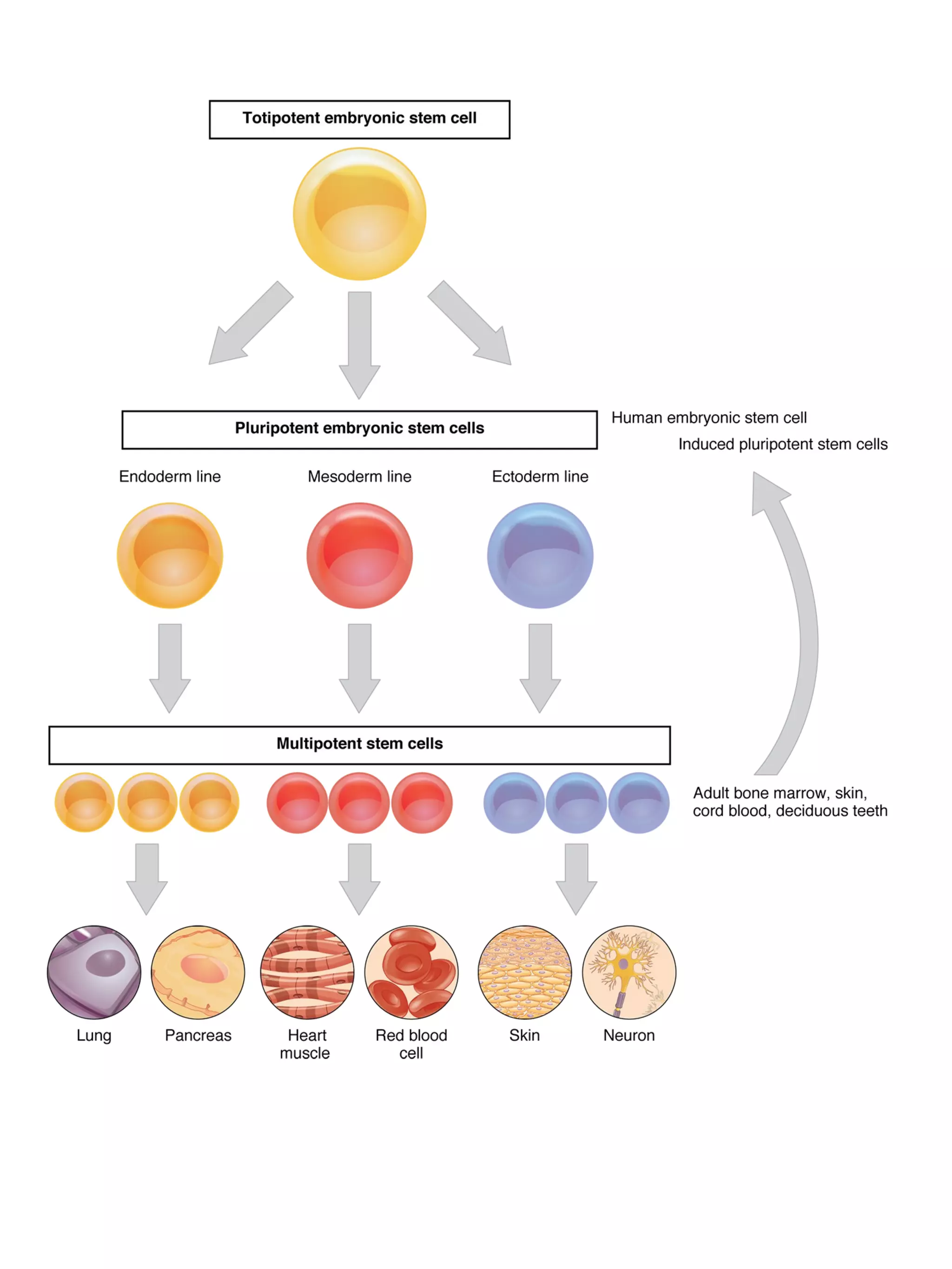 Bone marrow and stem cells | PPT