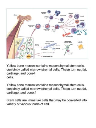 Yellow bone marrow contains mesenchymal stem cells,
conjointly called marrow stromal cells. These turn out fat,
cartilage, and bone4
cells.
Yellow bone marrow contains mesenchymal stem cells,
conjointly called marrow stromal cells. These turn out fat,
cartilage, and bone.4
Stem cells are immature cells that may be converted into
variety of various forms of cell.
 