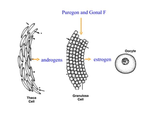 Puregon and Gonal F




androgens            estrogen
 