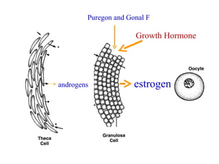 Puregon and Gonal F

                      Growth Hormone




androgens             estrogen
 