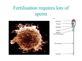Fertilisation requires lots of
            sperm
 