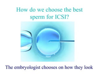 How do we choose the best
         sperm for ICSI?




The embryologist chooses on how they look
 
