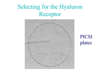 Selecting for the Hyaluron
         Receptor


                         PICSI
                         plates
 