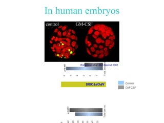 In human embryos
control                               GM-CSF




                                                             Total dead cells
              p<0.001                     Robertson et al Biol Reprod 2001

                                  5
              6




                                      4

                                           3

                                                   2

                                                       1
                                               APOPTOSIS                            Control
                                                                                    GM-CSF
                                                                                %



                                                             Total cell no.
                        p<0.001
          0

                        0

                                  0

                                      0




                                                   0
                                               0



                                                       0
                                           0
 