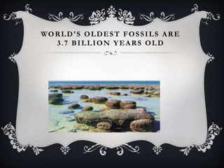 WORLD'S OLDEST FOSSILS ARE
3.7 BILLION YEARS OLD
 