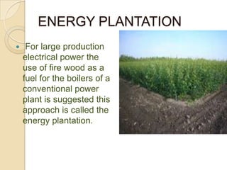 ENERGY PLANTATION
 For large production
electrical power the
use of fire wood as a
fuel for the boilers of a
conventional power
plant is suggested this
approach is called the
energy plantation.
 
