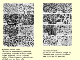 synthetic cellular solids 
(a) open-cell polyurethane,(b) closed-cell 
polyethylene, (c) foamed nickel, (d) foamed 
copper, (e) foamed zirconia, (f) foamed 
mullite, (g) foamed glass, (h) polyester foam 
with both open and closed cells. 
natural cellular solids: 
(a) cork, (b) balsa wood, (c) sponge, (d) 
cancellous bone, (e) coral, (f) cuttlefish 
bone, (g) iris leaf, (h) plant stalk. 
 